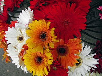 Flowers, Gerberas, Bright, Bouquet, Different HD wallpaper