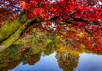 Colorful reflections, mirror, colorful, fall, colors, beautiful, reflections, serenity, tranquil, lake, park, branches, trees, autumn, water, pond, foliage HD wallpaper