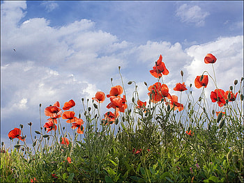 Poppies, clouds, blue sky, red poppies, field HD wallpaper