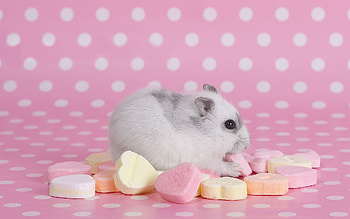 Animals, Rodents HD wallpaper