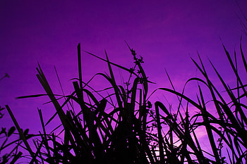 Grass, Sky, Twilight, Violet, Dark, Dusk, Purple HD wallpaper