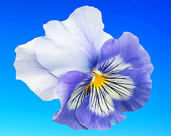pansy, blue, flower, sky, gizzzi HD wallpaper