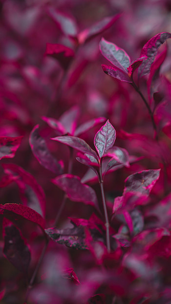 Nature, Leaves, Bush, Branch HD phone wallpaper