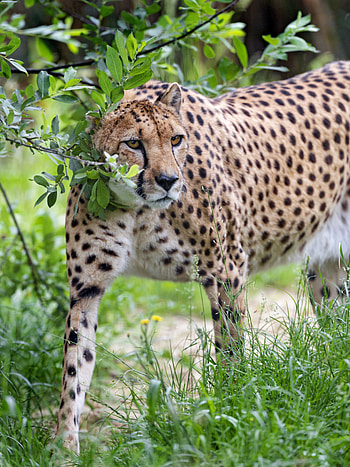Animals, Cheetah, Branch, Predator, Big Cat, Sight, Opinion HD phone wallpaper