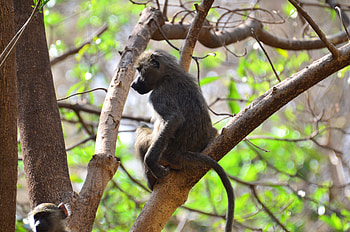 Animals, Branches, Monkey, Is Sitting, Sits HD wallpaper