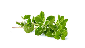 Marjoram essential oils, Sweet norfolk oils, Marjoram HD wallpaper