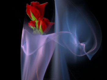 Roses in a fractal., red roses, beautiful, special, love HD wallpaper