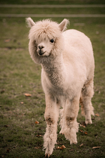 Happy alpaca moments, Joyful alpaca farm, Content alpaca family, Alpaca bliss HD phone wallpaper