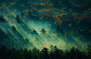 Ultra forest, Nature beauty, Pine trees, Misty sunrise HD wallpaper