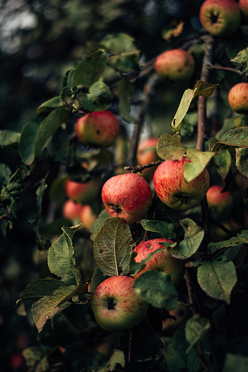 Nature, Apples, Branches, Fruit HD phone wallpaper