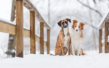 Best Friends, dogs, puppies, cute, animals HD wallpaper