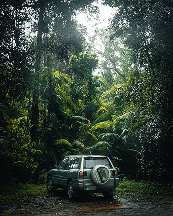 Toyota, Cars, Suv, Tropics, Jungle, Toyota Rav4 HD phone wallpaper