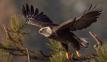 Majestic Bald Eagle in Flight | Wildlife, Animal, bald eagle HD wallpaper