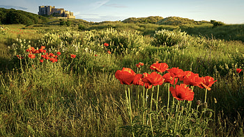 Summer Field, poppies, plants, clouds, landscape, trees, sky, flowers, grass, castle HD wallpaper