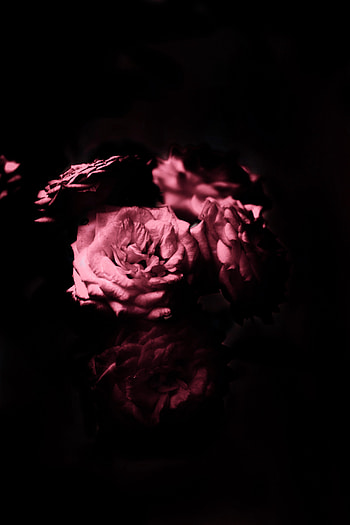 Flowers, Rose Flower, Rose, Petals HD phone wallpaper