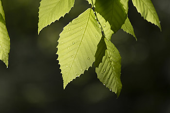 Nature, Drops, Macro, Sheet, Leaf, Branch HD wallpaper