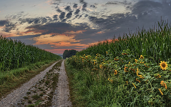 Corn Fields, Sunrise, Sunset, Sunflowers, Nature, Country, Dirt, Farm, Grass, Field, Road, Corn, Clouds, Sky HD wallpaper