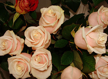 Flowers, Roses, Buds, Tenderness, Tea, Tea Rooms HD wallpaper