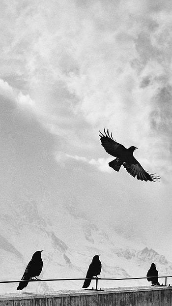 Animal, crow HD phone wallpaper