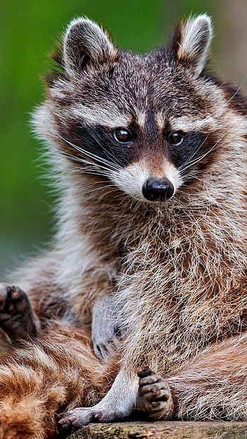 Striped raccoon, Sony Xperia Z1, Animal , background HD phone wallpaper