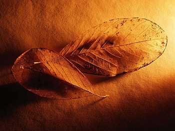 Fossil Wings, golden, wings, fossils HD wallpaper