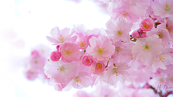Sakura Spring, cherry blossoms, sakura, pink, flowers, spring, fresh, plum blossoms HD wallpaper
