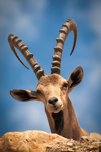 770 antelopes and gazelles, Wild mammals, African grasslands, Nature's diversity HD phone wallpaper