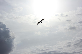 Animals, Sky, Clouds, Bird, Flight HD wallpaper
