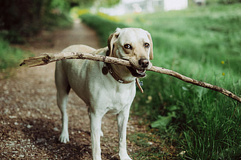 Animals, Dog, Muzzle, Stick HD wallpaper