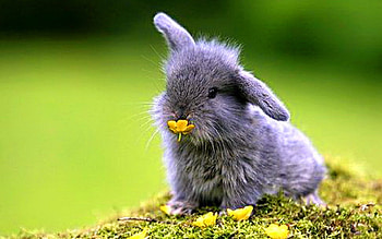 Animals, Rabbits HD wallpaper
