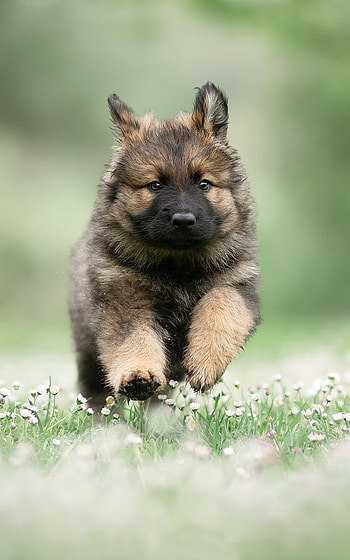 puppy, baby animal, dog, Animal, german shepherd HD phone wallpaper
