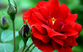 FLOWER, PETALS, LEAVES, COLORS, STEM HD wallpaper