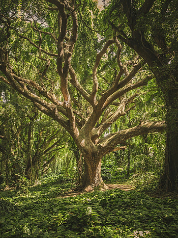 Densely packed foliage, Towering jungle trees, Verdant canopies, Abundant nature HD phone wallpaper
