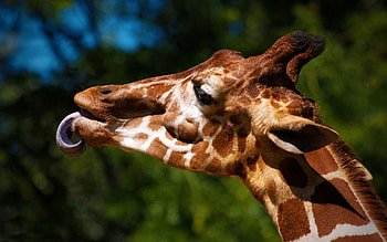 Charming giraffe and zebra print, Quirky delight, Animal fashion, Whimsical charm HD wallpaper