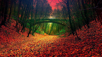 Autumn Bridge, Nature, Autumn, Forest, Bridge HD wallpaper