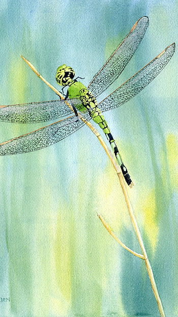 Dragonfly, Drawing HD phone wallpaper