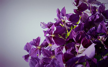Flowers, Lilac, Macro, Petals HD wallpaper