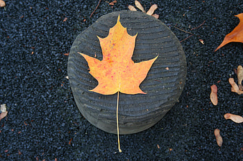 Orange Tree Leaf Fall, leaf, tree, nature HD wallpaper