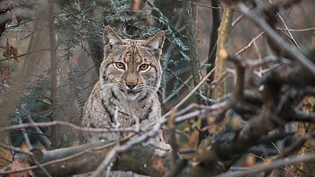 Lynx, animal, pose, cat HD wallpaper