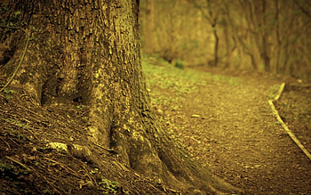 Nature, Wood, Tree, Branches, Land, Earth, Dry, Trunk, Root HD wallpaper