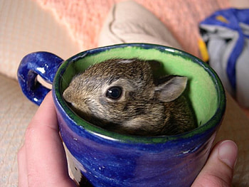 bunny in the blue cup, sweet, blue, bunny, cup, little, nice HD wallpaper