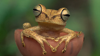 Animals, Eyes, Color, Frog HD wallpaper