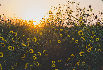A que sunrise over a field of blooming sunflowers in Edinburg, Texas. HD wallpaper