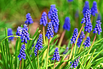 Hyacinth, purple, outdoor, meadow, flowers HD wallpaper