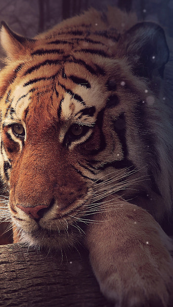 Tiger butterfly, PC , delight, Nature's harmony HD phone wallpaper