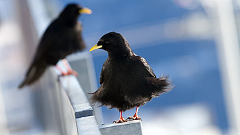 Animals, Feather, Bird, Beak HD wallpaper