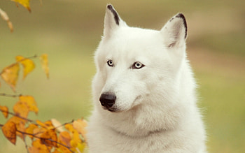 Animals, Forest, Dog, Muzzle, Shaggy HD wallpaper