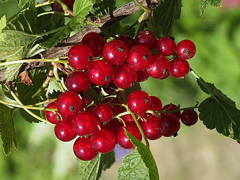 Food, Currant, Branch, Sweet HD wallpaper