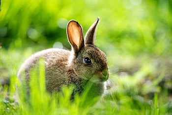 Collection of hare , Varied styles, backgrounds HD wallpaper