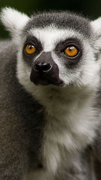 Lemur face , Animal eyes, Sony Xperia Z1 background, Cute animals HD phone wallpaper